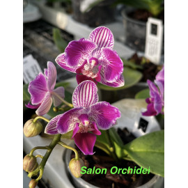 Phalaenopsis Sogo Vivien x...