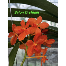 Renantanda Jairak Orange (FS)