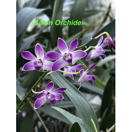 Dendrobium kingianum (FS)