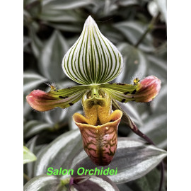 Paphiopedilum venustum (FS)