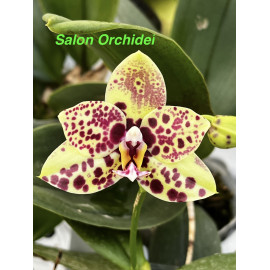 Phalaenopsis Yaphon Black...