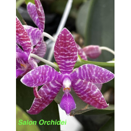 Phalaenopsis lueddemanniana...