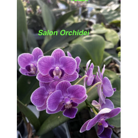 Phalaenopsis Reyoung Annie...
