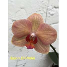 Phalaenopsis Fusheng Fairy...