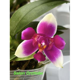 Phalaenopsis Vio Vio Cat...