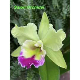 Rlc. Chief Green Breeze...