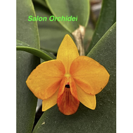 Slc. Candy Ball x S. cernua...