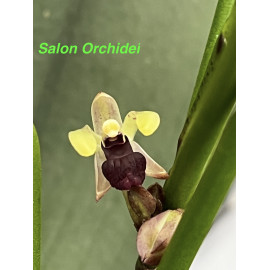 Luisia curtisii (FS)