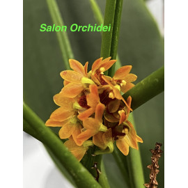 Luisia zollingeri x Vanda...