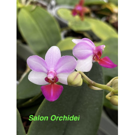 Phalaenopsis Liu's Cute...