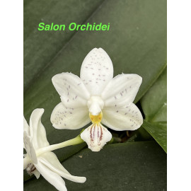 Phalaenopsis Miki Blue...