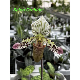 Paphiopedilum argus (FS)