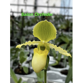 Paphiopedilum primulinum (FS)