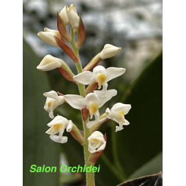 Ludisia discolor (FS)