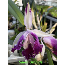 Cattleya Suavior 'Aquinii'...