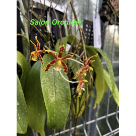 Phalaenopsis mannii (FS)