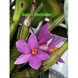 Dendrobium Hibiki (FS)