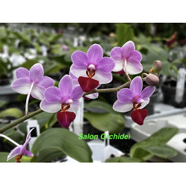 Phalaenopsis Liu's...