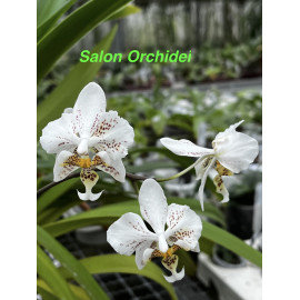 Phalaenopsis stuartiana (FS)