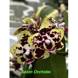 Phalaenopsis Charming...