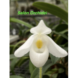 Paphiopedilum delenatii...