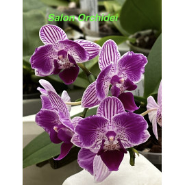 Phalaenopsis Sogo Vivien x...