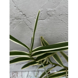 Arachnis Maggie Oei...