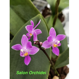Phalaenopsis equestris...