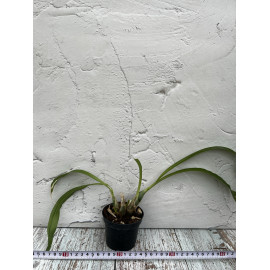 Clowesia Rebecca Northen...