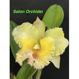 Rlc. Siam Paradise 'Gold...