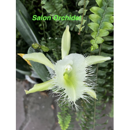 Rhyncholaelia digbyana...