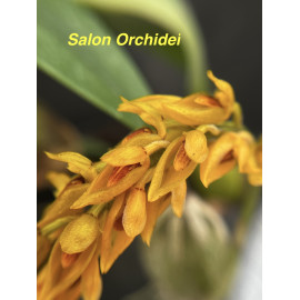 Bulbophyllum crassipes (FS)