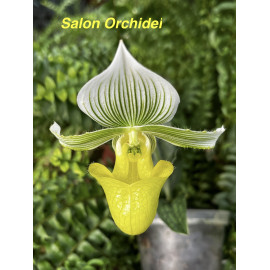 Paphiopedilum hennisianum...