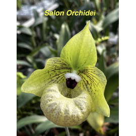 Paphiopedilum malipoense (FS)