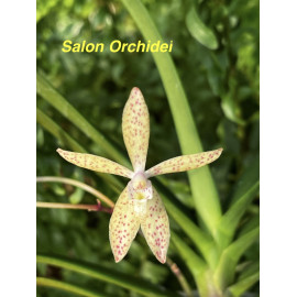 Renanthera monachica x...