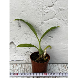 Catasetum pileatum Jumbo...