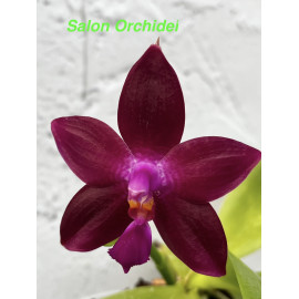 Phalaenopsis LD Emerald...