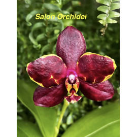 Phalaenopsis Sunrise Red...