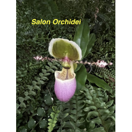 Paphiopedilum liemianum (FS)