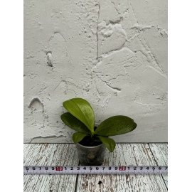 Phalaenopsis Lioulin Blue...