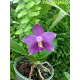 Phalaenopsis violacea...