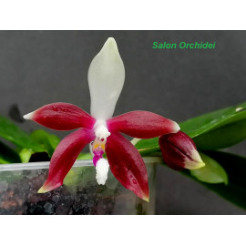 Phalaenopsis tetraspis 'Red...