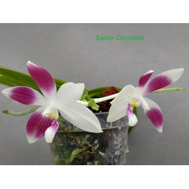 Phalaenopsis tetraspis...