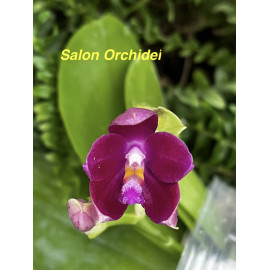 Phalaenopsis Jennifer...