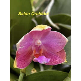 Phalaenopsis Joy Spring...