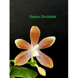 Phalaenopsis tetraspis...