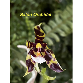 Phalaenopsis Jiaho Panthers...