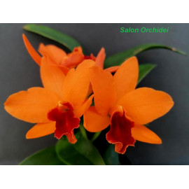 Rth. Young Min Gold 'Golden...