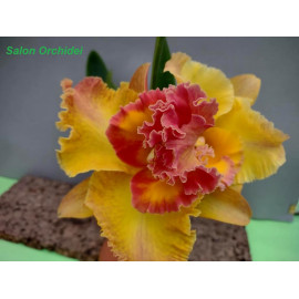 Rlc. Chomthong Fancy (FS)