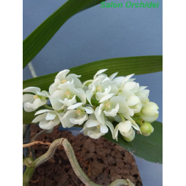 Rhynchostylis gigantea var....